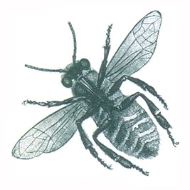 Cornell University agriculture professor Roger Morse contends fears about African killer bees are overblown.